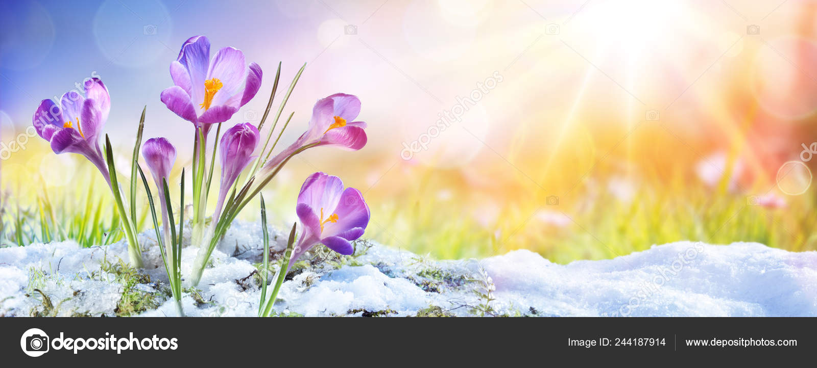 depositphotos 244187914 stock photo springtime crocus flower growth snow