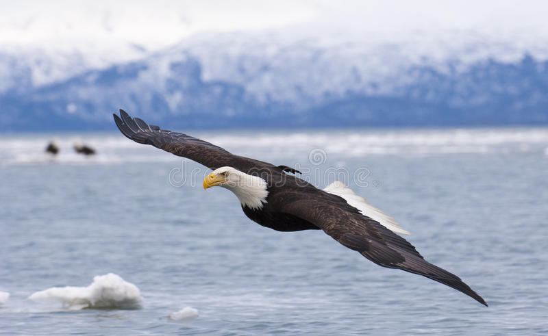 bald eagle flying over bay ice water homer 79942627