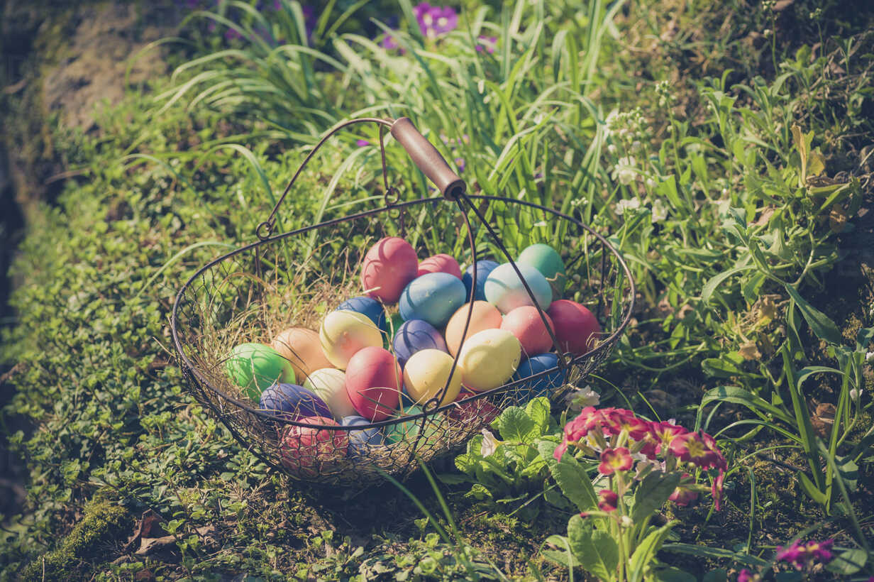 germany easter eggs in wire basket in garden MJF000983